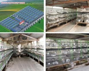 寶雞獺兔養殖 農副產品的潛力產業